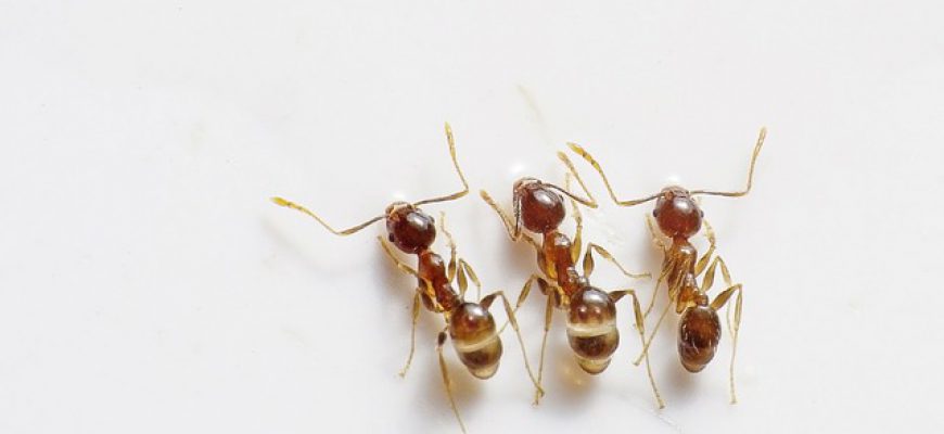 ריסוס נגד נמלים – לבית נקי ממזיקים קידום קלירונה