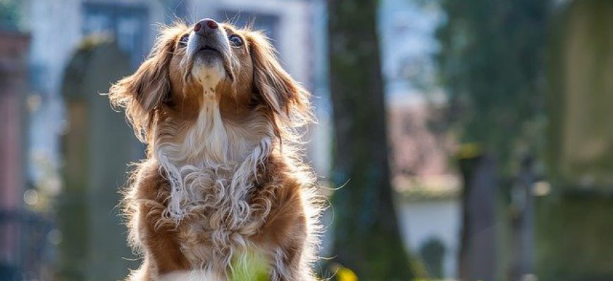 אימוץ כלבים במרכז – לתת בית חם להולכים על ארבע