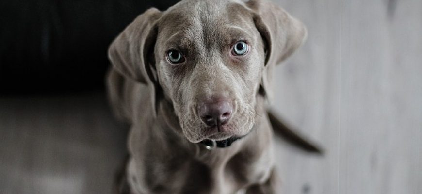 אוכל לכלבים – כיצד בוחרים את האוכל הנכון לכלב שלנו
